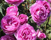 Pr?mierte Rosen fr jeden Garten C Die ADR-Rosenprfung in Osnabrck
